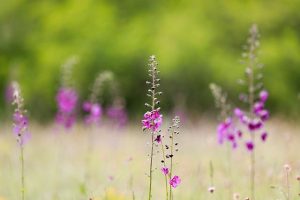 Oxtail: Delicious but Is It Bad for Your Health?