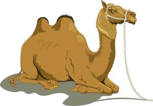 Camel Milk: A Nutritious Alternative to Cow's Milk? 13 Camel Milk: A Nutritious Alternative to Cow’s Milk?