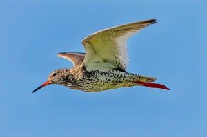 Are Spinach Stems Good for You? The Leafy Green Dilemma