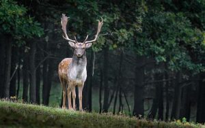 Is Deer Sausage Good for You? The Game Meat Guide