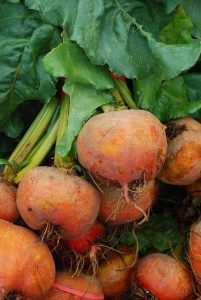 Golden Beets: The Root Vegetable That's a Nutritional Goldmine 14 Golden Beets: The Root Vegetable That’s a Nutritional Goldmine