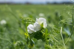 Are Peas and Carrots Good for You? The Veggie Combo’s Health Benefits!