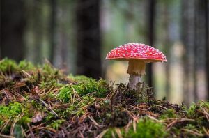 Alive Mushroom Elixir: A Healthy Choice?