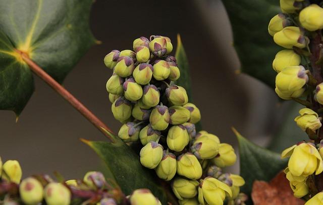 Are Grape Seeds Harmful to Your Health?
