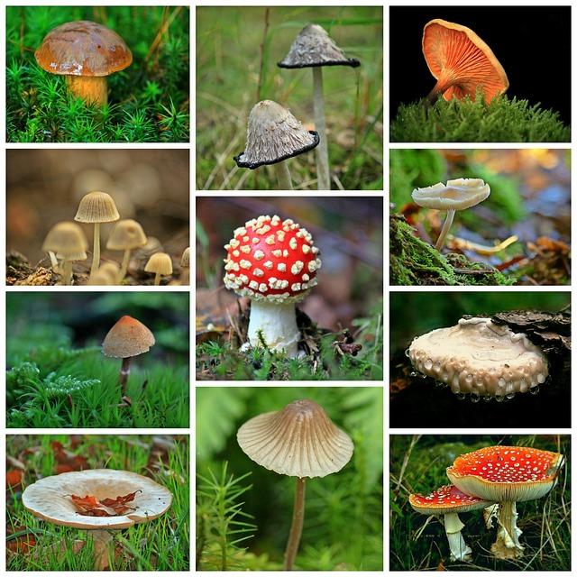 How Certain Mushroom Varieties Can Affect Your Gut Health