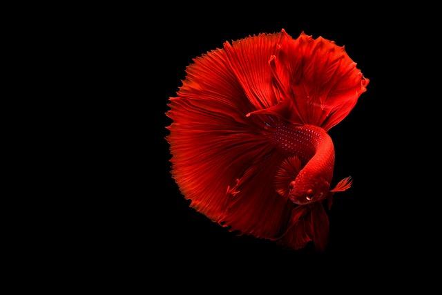 Comparing Red Fish to Other Seafood Options