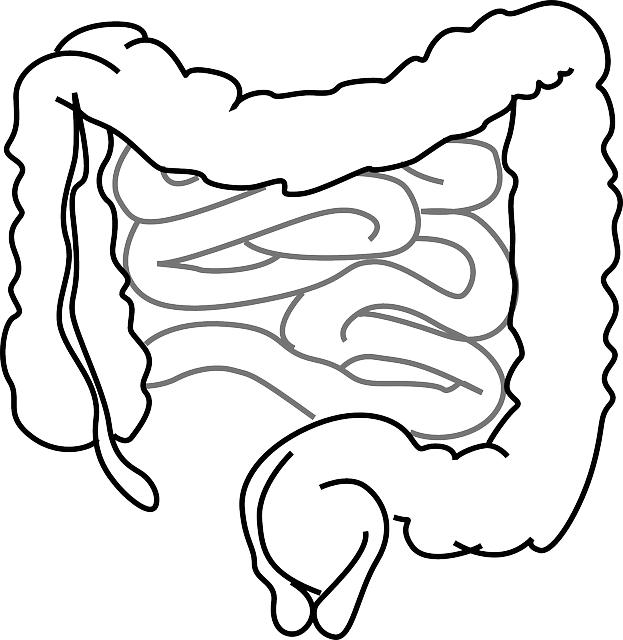 Understanding the Digestive Process