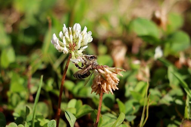 Clover Honey: A Natural Remedy for Seasonal Allergies