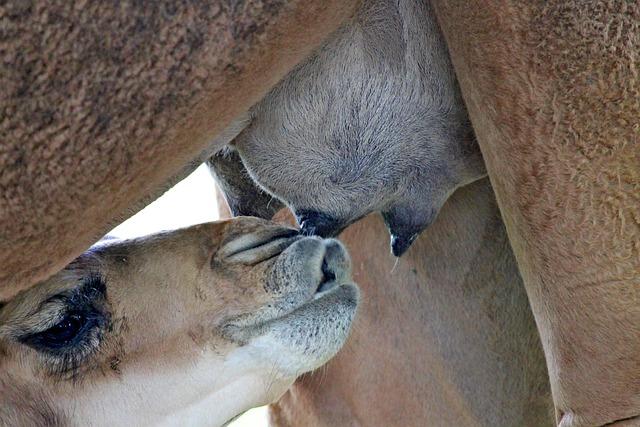 - The Potential Health Benefits of Drinking Camel Milk