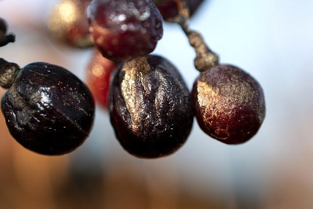 Are Muscat Grapes Good for You? A Comprehensive Review 6 How to Incorporate Muscat Grapes into a Balanced Diet