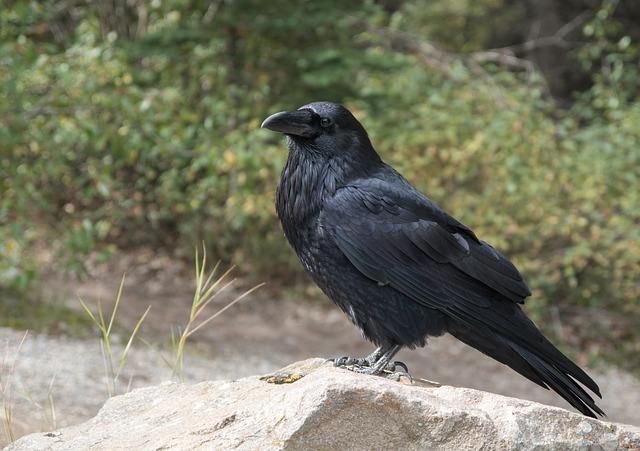 Exploring the Cultural Significance of Crow Consumption