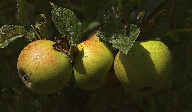 Key Nutrients in Mega Men Vitamins