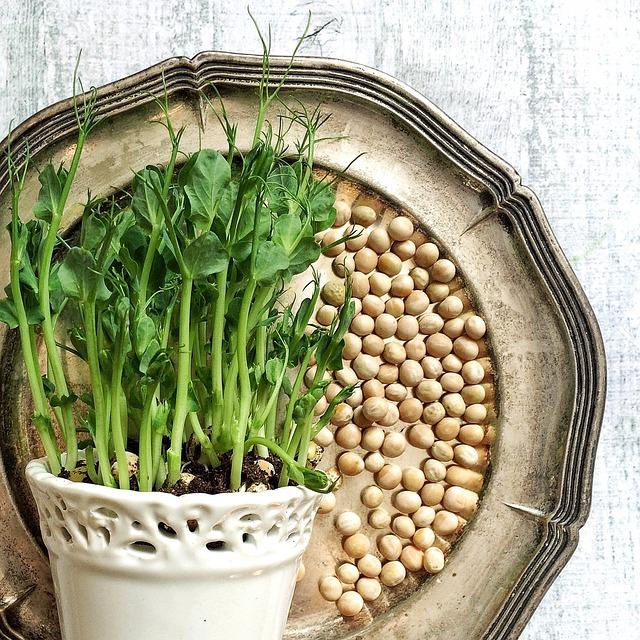 How Pea Shoots Can Boost Your Immune System