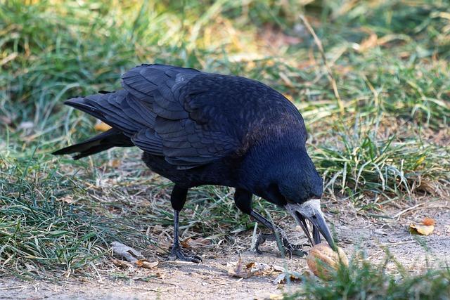 Is Eating Crow Safe for Your Health?