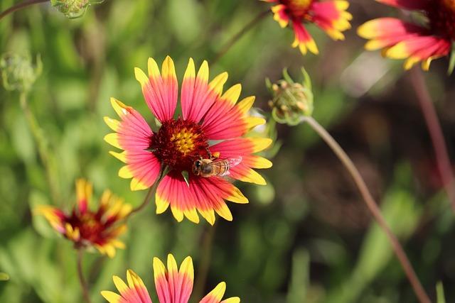 Wildflower Honey: A Sweet and Delicious All-Natural Treat