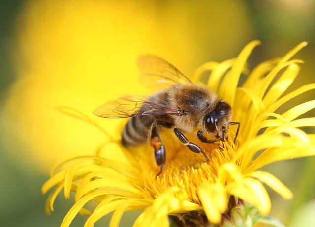 How Much Honey Should You Add to Your Tea