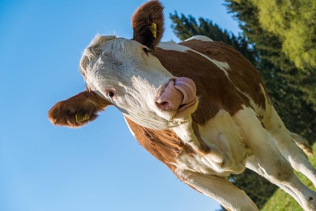 Incorporating Cow Tongue into Your Diet