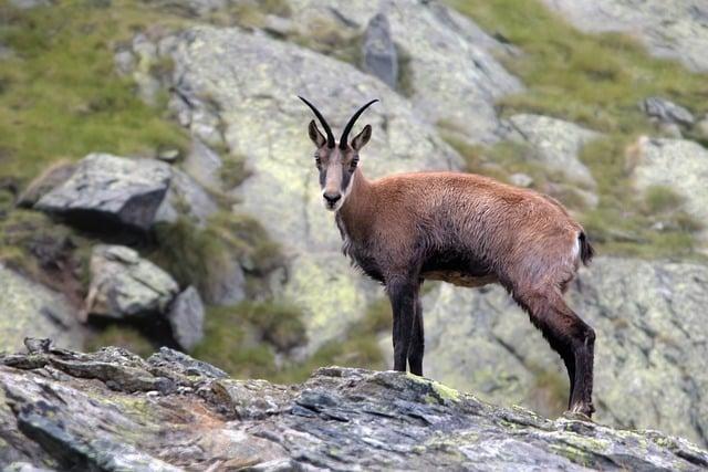 Comparing different brands and varieties of Chamoy