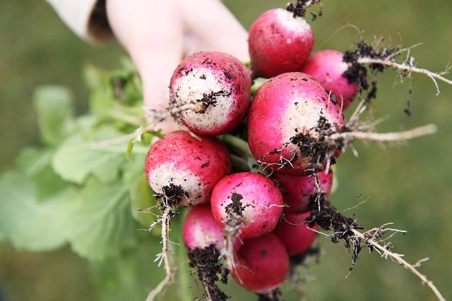 Why Radish Leaves Should be Considered a Superfood