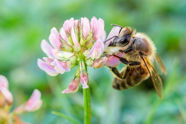 Benefits of Clover Honey for Your Overall Health