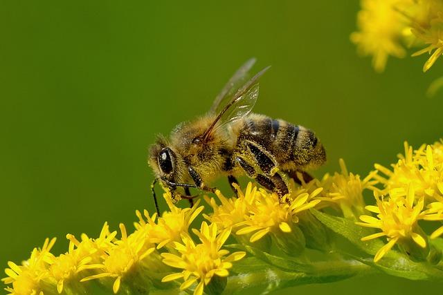Exploring the Health Benefits of Wildflower Honey