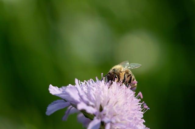 Potential Risks and Side Effects of Consuming Wildflower Honey