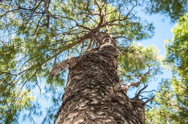 Final Verdict: Is Fiji Water a Healthy Choice for You?