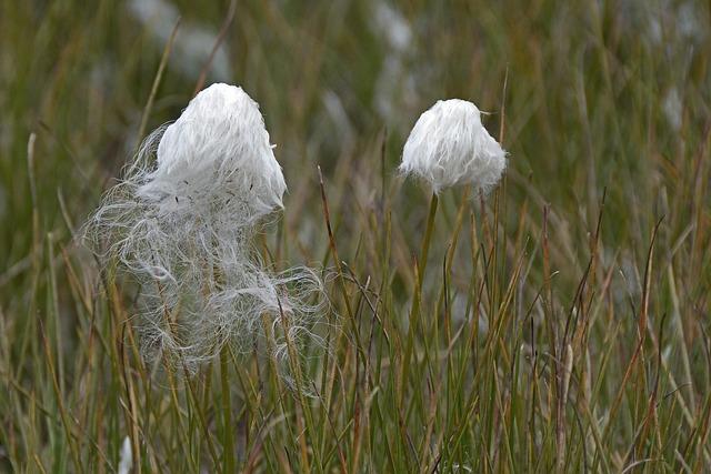 Overview of Sour Grass: An Introduction to This Wild Plant
