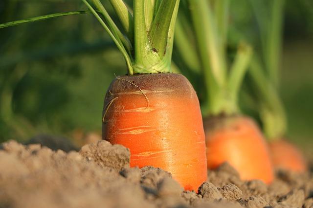 Are Canned Carrots Good for You? Preserved Nutrition Facts Revealed! 7 Potential Downsides of Consuming Canned Carrots
