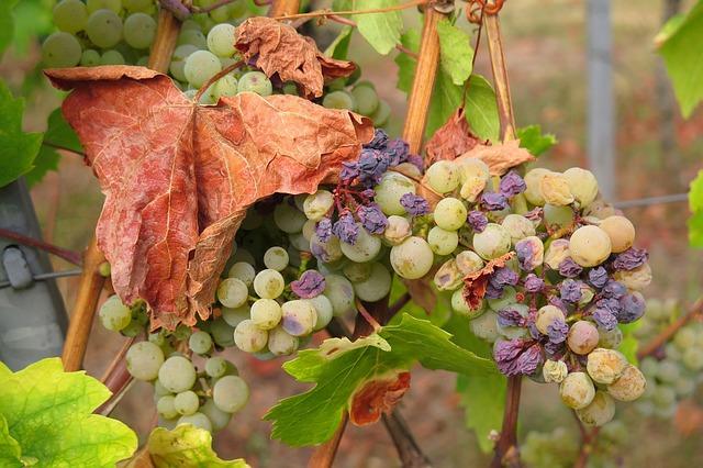 Why Raisins Make a Healthy Addition