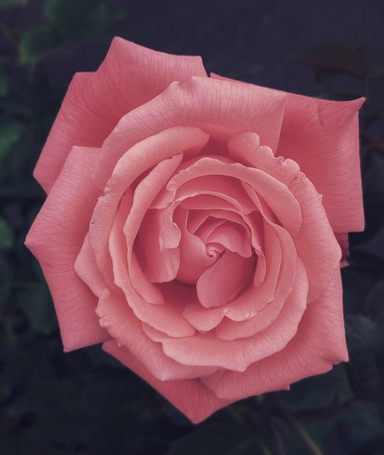 Overview of Tropicana Juices