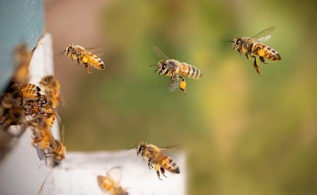 Potential Health Benefits of Honey in Tea
