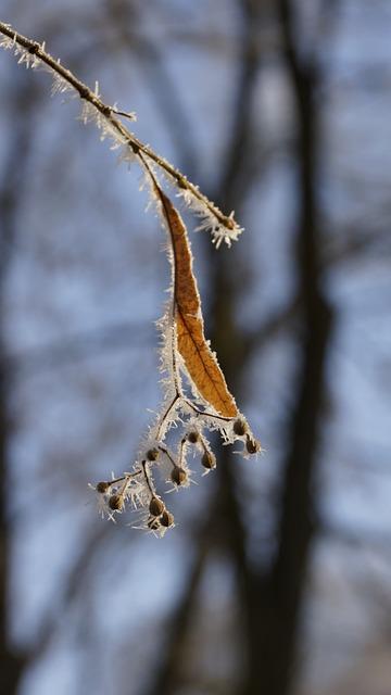 - The Truth About Crystallized Lime: Separating Fact from Fiction