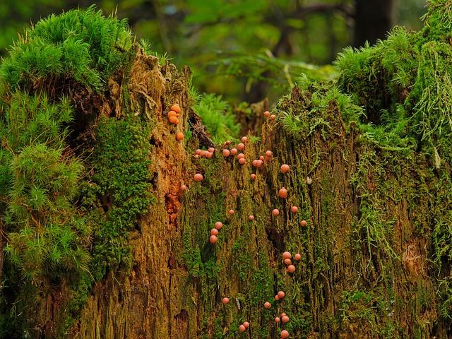 Tips for Safely Enjoying Slime Licker