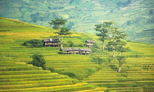 Sapa Condiment: The Ancient Flavor Enhancer Rediscovered 6 Sapa: The Secret Ingredient for Elevating Your Dishes