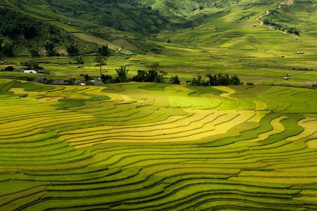 Sapa Condiment: The Ancient Flavor Enhancer Rediscovered 3 Unique Production Process of Sapa Unveiled