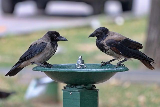 - The Surprising Ingredient Hiding in Your Favorite Pizza