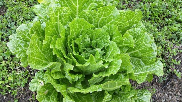 Comparing​ Napa Cabbage to Other Leafy Greens