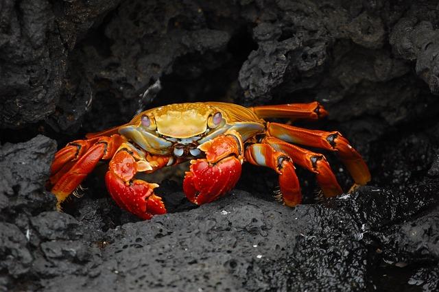 Crabs: A Good Source of Nutrition? 8 Tips for Choosing and Preparing Fresh Crab