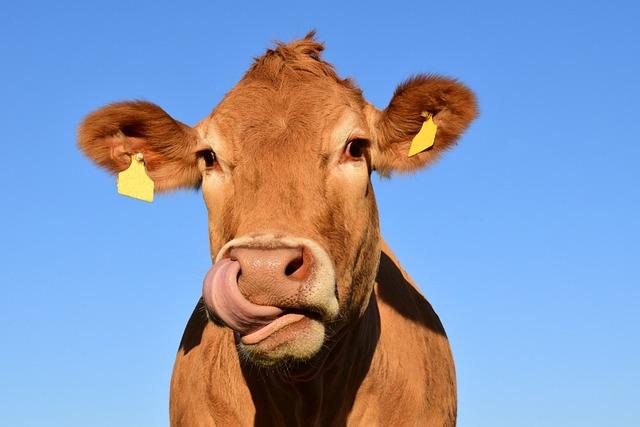 Why Cow Tongue is a Nutrient Powerhouse