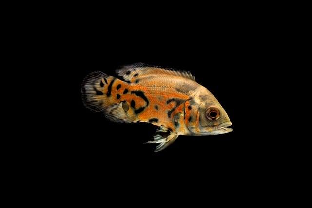 Incorporating Red Fish into a Balanced Diet