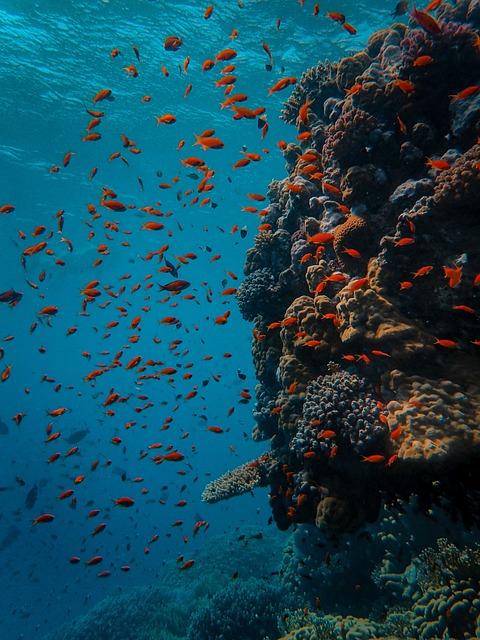Potential Risks and Concerns of Consuming Red Fish