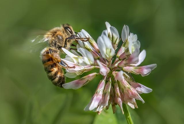 Is Clover Honey a Healthier Alternative to Sugar?