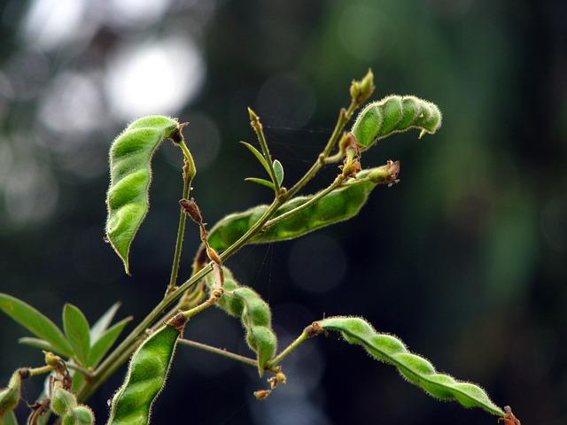 Incorporating Pigeon Peas into Your Diet