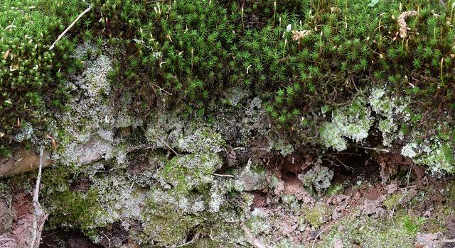 How to Choose the Right Vegetable Capsule Supplement