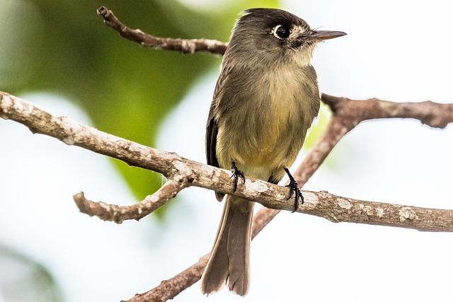 Making Informed Choices: Tips for Moderating Topo Chico Consumption