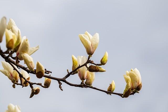 - Environmental and Ethical Considerations of Choosing Camel Milk