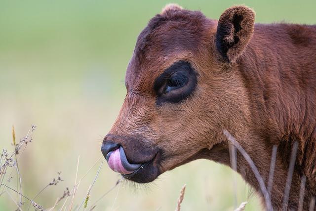 Exploring Cultural Traditions of Cow Tongue Consumption