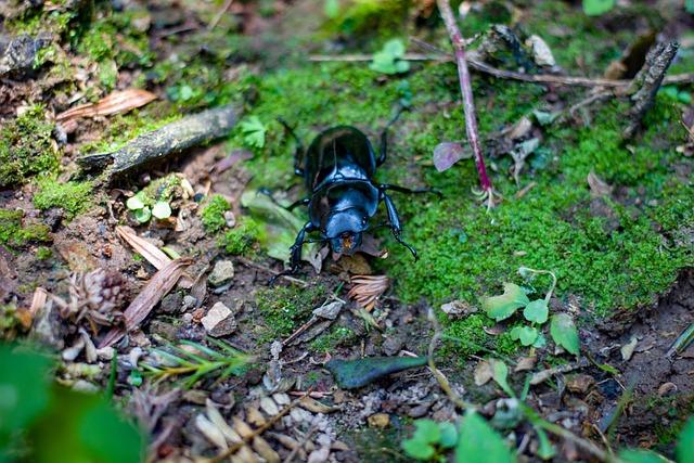 What is Methyl Cellulose and How is it Used in Food?