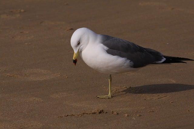 Are Animal Crackers a Healthy Snack Option?